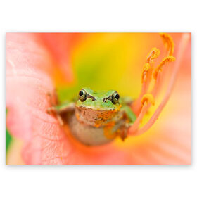 Поздравительная открытка с принтом лягушка в цветке мило в Рязани, 100% бумага | плотность бумаги 280 г/м2, матовая, на обратной стороне линовка и место для марки
 | жаба | жабка | земноводное | ква | квакуха | лягушенок | лягушка | макро | мило | природа | пыльца | цветок