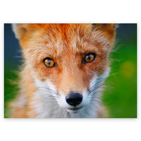 Поздравительная открытка с принтом Крупно мордочка лисы в Рязани, 100% бумага | плотность бумаги 280 г/м2, матовая, на обратной стороне линовка и место для марки
 | fox | foxy | животное | звери | лиса | лисенок | лисичка | милая | рыжая | фокс