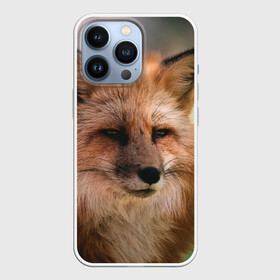 Чехол для iPhone 13 Pro с принтом Строгая лисица в Рязани,  |  | fox | foxy | животное | звери | лиса | лисенок | лисичка | милая | рыжая | фокс