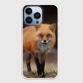 Чехол для iPhone 13 Pro с принтом Хитрая лисица в Рязани,  |  | fox | foxy | животное | звери | лиса | лисенок | лисичка | милая | рыжая | фокс