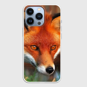 Чехол для iPhone 13 Pro с принтом Лисица охотница в Рязани,  |  | fox | foxy | животное | звери | лиса | лисенок | лисичка | милая | рыжая | фокс