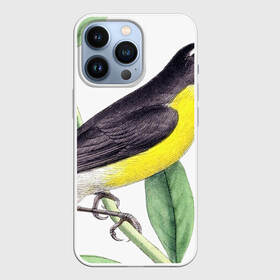 Чехол для iPhone 13 Pro с принтом Птица в Рязани,  |  | animal | animals | bird | birds | black | blue | colorful | cool | crow | cute | forest | fun | funny | green | mountains | music | nature | pat | pink | raven | retro | tree | vintage | wildlife | yellow | ветка | желтый | животные | листья | природа | п